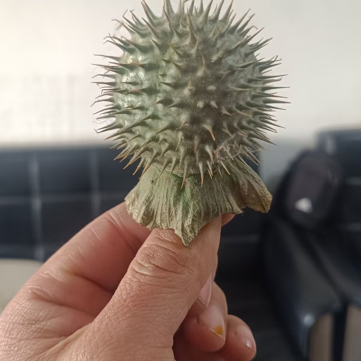 Hochwertige natürliche getrock – Potpourri Dried Flower Bewertung und Preis