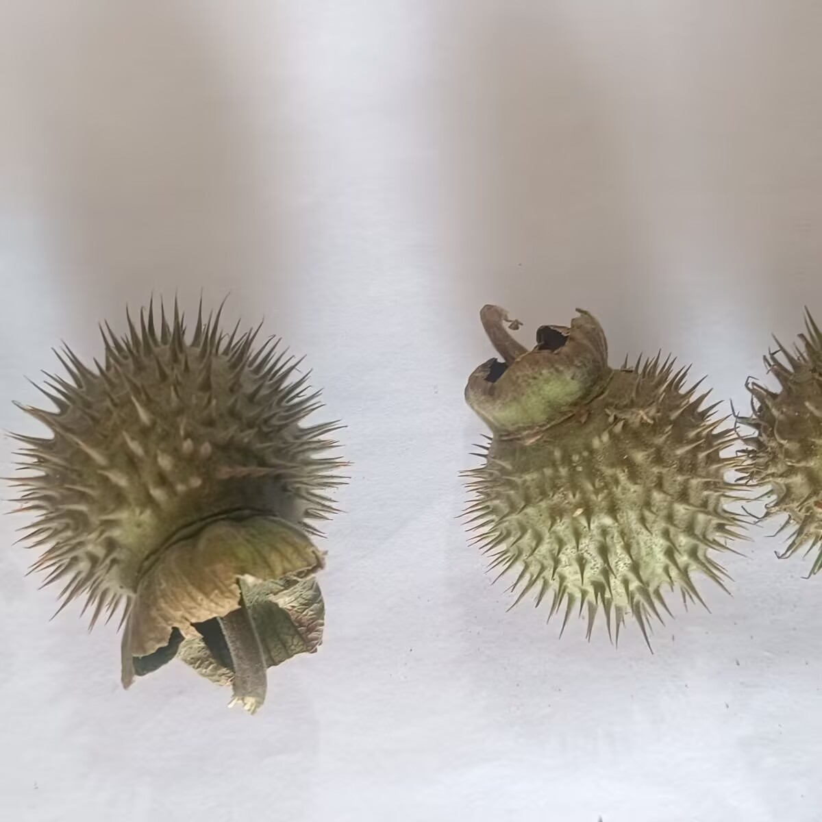 Hochwertige natürliche getrock – Potpourri Dried Flower Bewertung und Preis